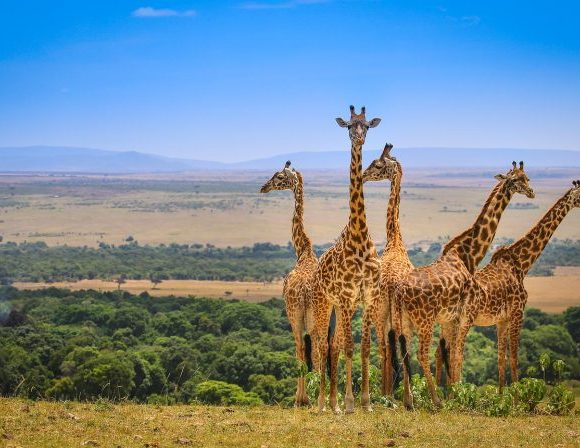 5 Days Maasai Mara Wildlife Safari