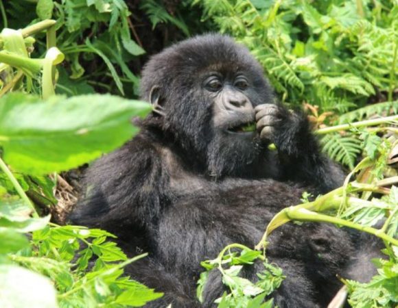 2 Days Rwanda Gorilla Trekking Safari