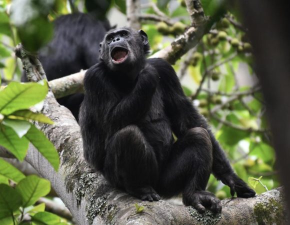 3 Days Rwanda Chimpanzee Trekking Safari