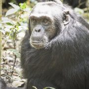 3 Days Chimpanzee Trekking Safari in Kibale Forest