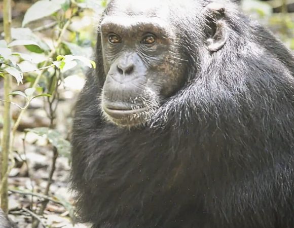 3 Days Chimpanzee Trekking Safari in Kibale Forest