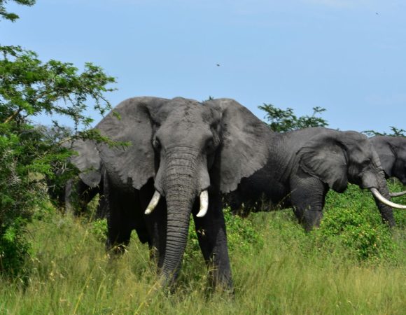 Large grey elephants in a national park