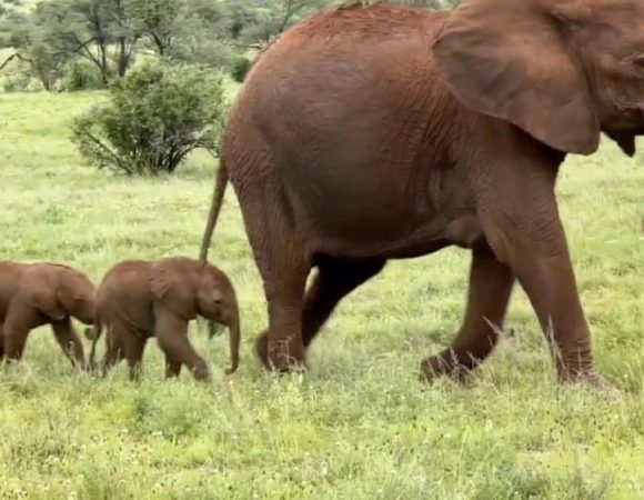 Exciting News! Rare Elephant Twins Born at Kenyan Park