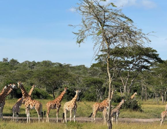 Giraffes standing in a savanna park on a sunny day