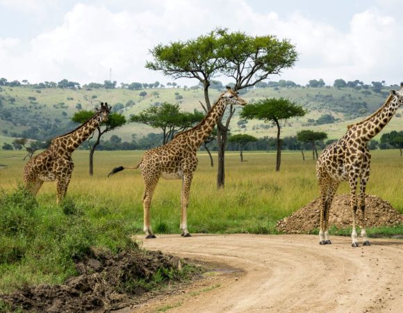 Three giraffes in a savanna national park