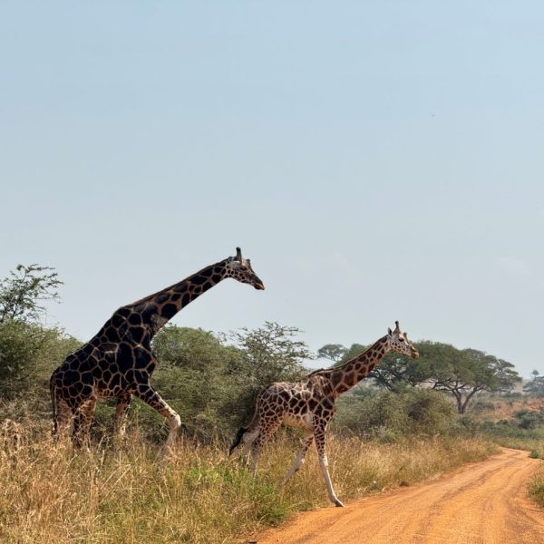 Giraffes crossing a dirt road in a savanna national park