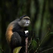 3 Days Rwanda Gorilla Tour and Golden Monkey Trekking