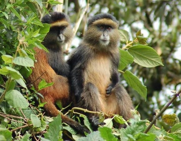 4 Days Rwanda Gorillas and Golden Monkey Trekking Tour