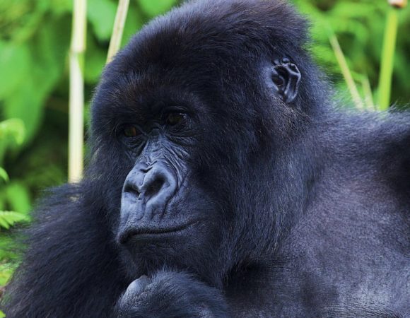 10 Day Rwanda Tour – Gorillas and Chimpanzees