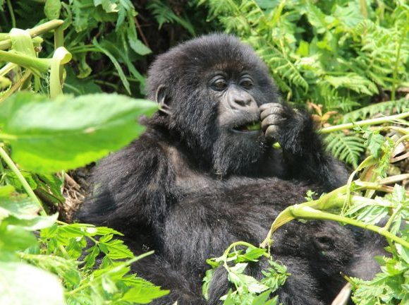 12 Days Rwanda Uganda Safari
