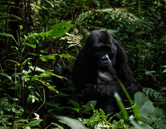 Gorillas in a thick forest