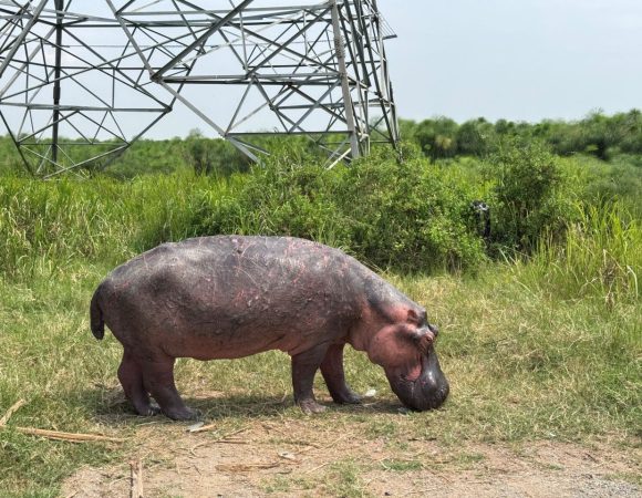 Hippo on a sunny day