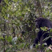 3 Days Chimpanzee Trekking Safari in Kibale Forest