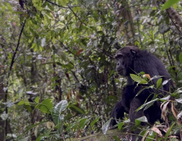 2 Days Chimpanzee Trekking Safari in Kibale Forest