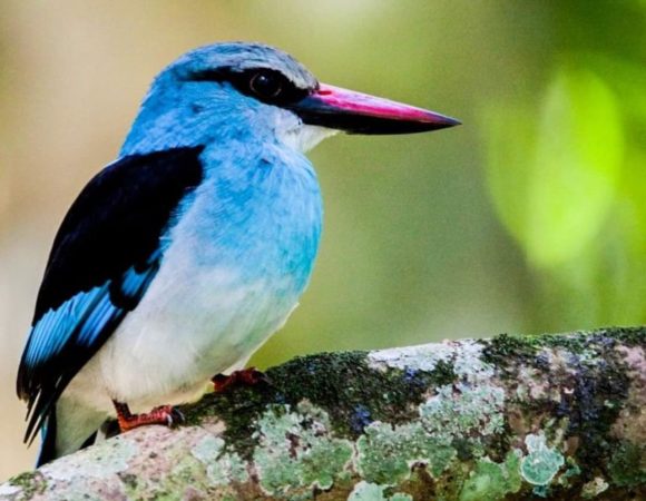 20 Days Ultimate Birding in Uganda Tour