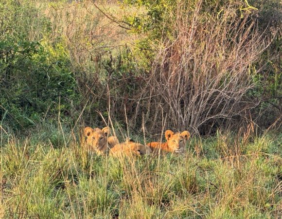Lion cubs in a savanna park