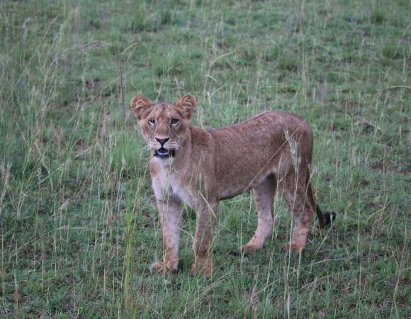 Lion standing on green grass