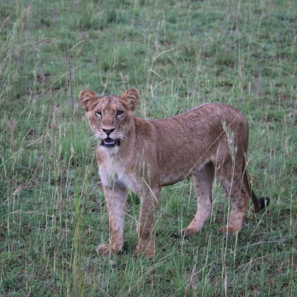 Lion standing on green grass