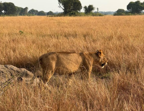 Lion in a savanna park on a sunny day