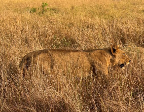 2 Days Queen Elizabeth National Park Wildlife Safari : queen elizabeth park uganda