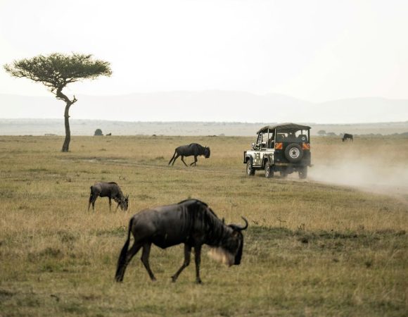 A wildebeest grazing on savanna pasture