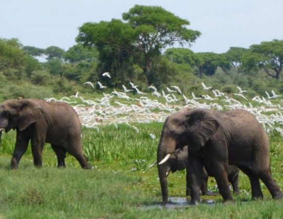 14 Days Best of Uganda Safari