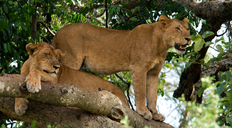4 Days Ishasha Tree Climbing Lions Safari