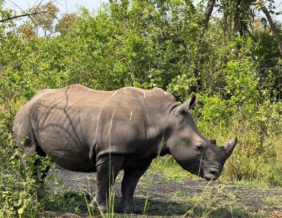 Rhino standing on ground
