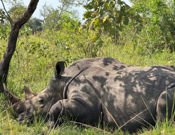 Lazy rhino sleeping on grass