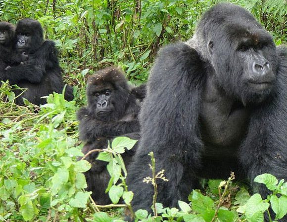 3 Days Gorilla Habituation Experience Safari in Bwindi