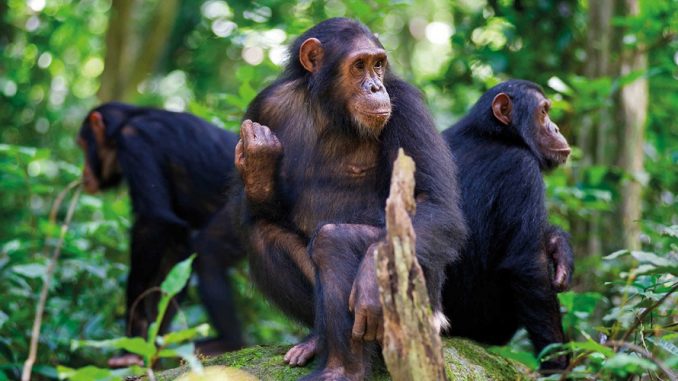 4 Days Chimpanzee Trekking and Wildlife Safari
