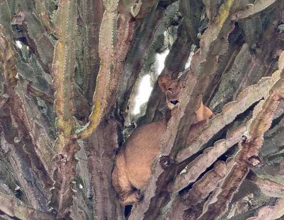 Lion relaxing in a tree