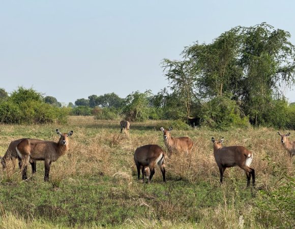 Wildlife in a savanna national park on a sunny day