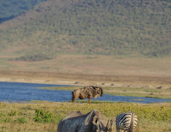 A zebra and rhino near a water body