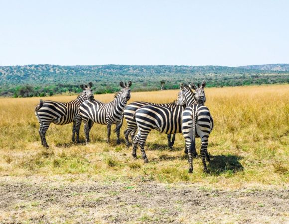 Zebras on a sunny day in a national park