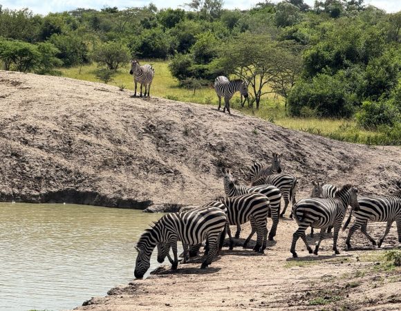 Zebras drinking water from a water hole on a sunny day