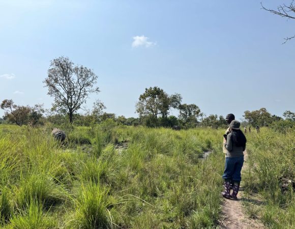A woman in a blue trouser and a ranger guide watching a rhino