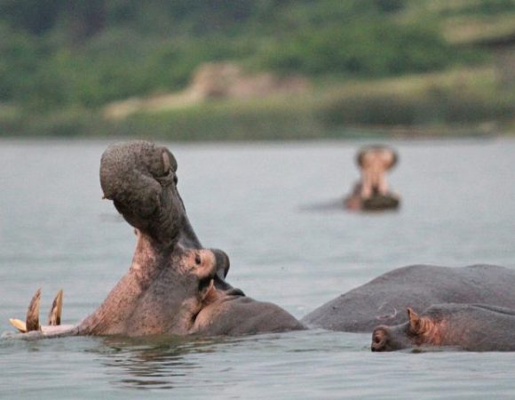 13 Days Rwanda Uganda Wildlife Safari