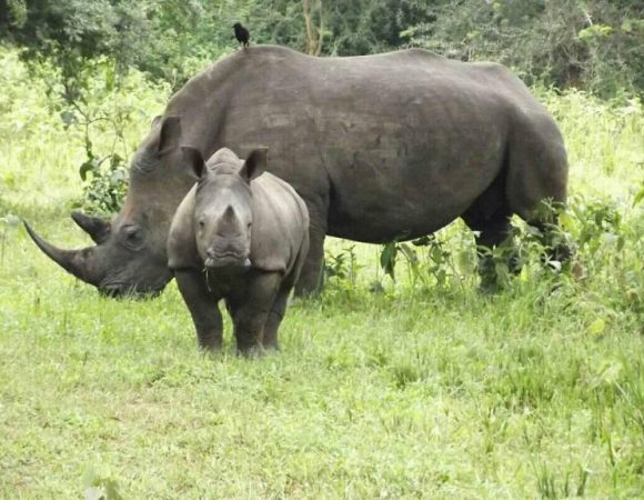 1 Day Rhino Tracking at Ziwa Rhino Sanctuary