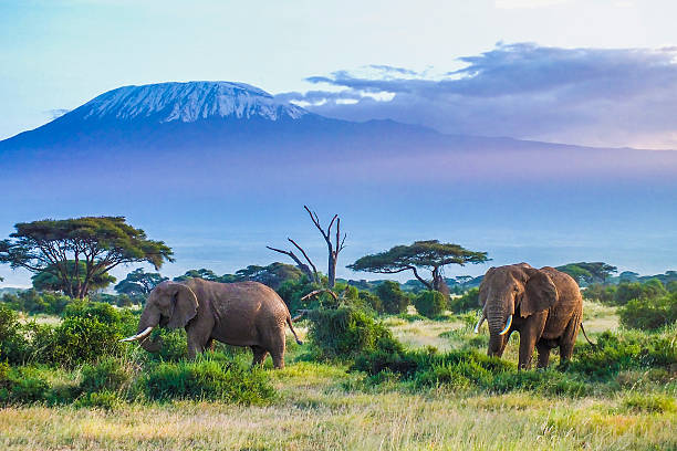Two elephants foraging in Amboseli National Park in Kenya.