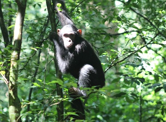 2 Days Chimpanzee Trekking Safari in Kibale Forest