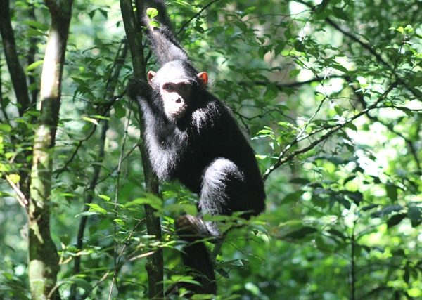 A baby Chimpanzee hanging by a tree photographed while on a chimpanzee trek.