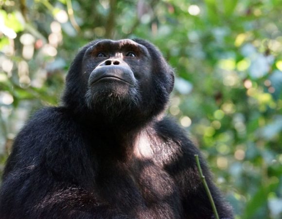 Kibale National Park : where to see chimpanzees in Uganda, things to do in Kibale National Park