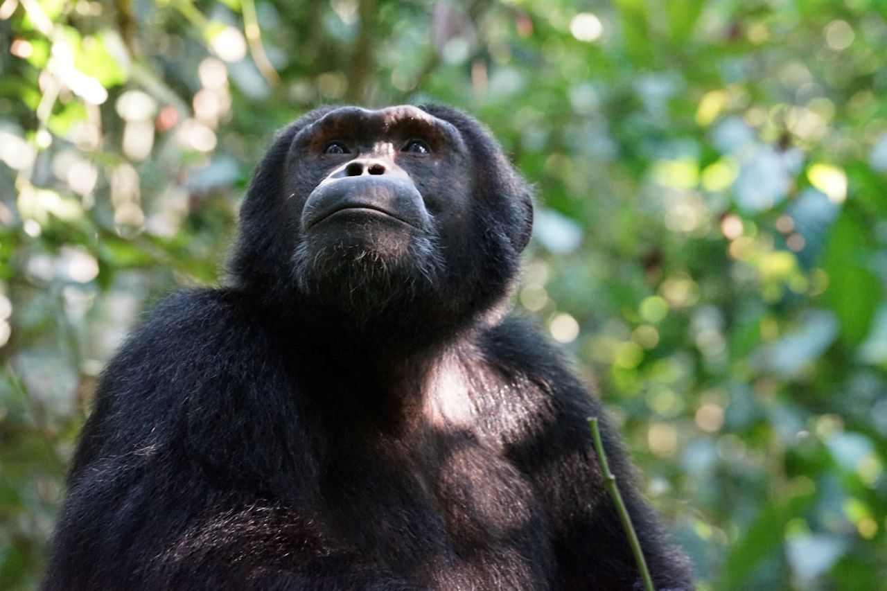 Chimpanzee in a forest looking up