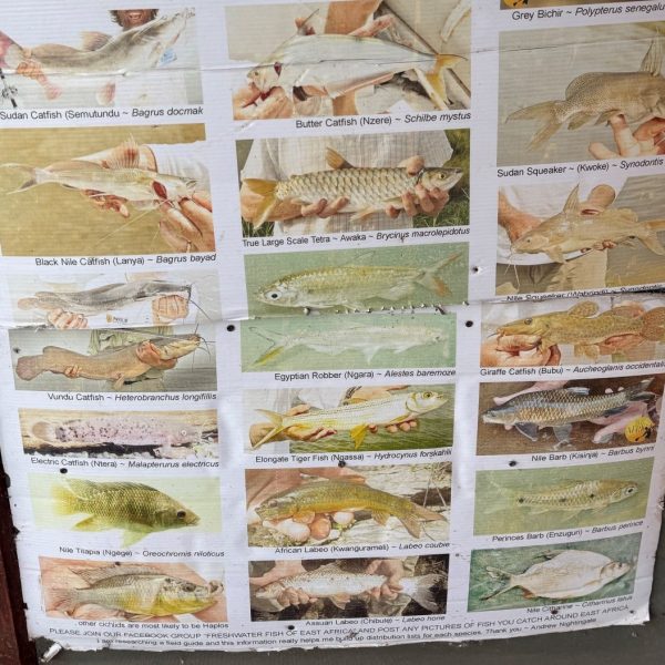 A chart showing fish species 