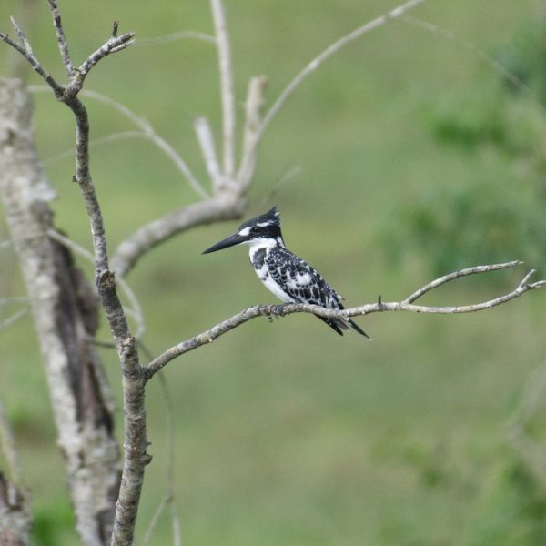 Black and white bird perched on a tree branch 