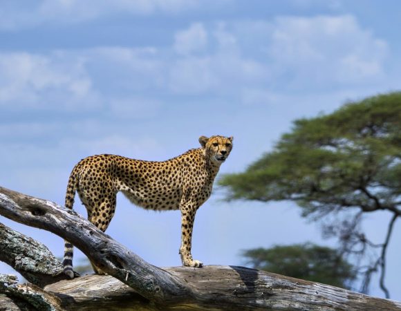 Cheetah standing on an old tree branch