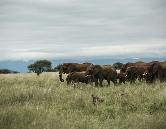 Elephants in a savanna national park