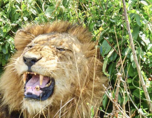 14 Days Best of Uganda Wildlife Safari