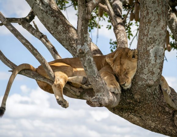 Lion sleeping on a tree branch
